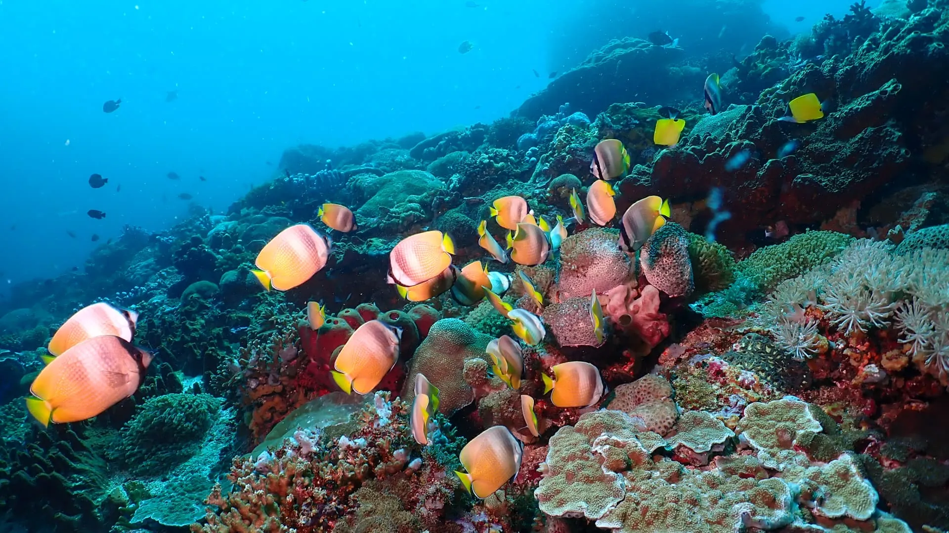 Certified Scuba Diving Trips and Coral Reefs in Sanur Bali - Exotis Bali Diving